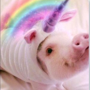 Meet your Posher, Alisha